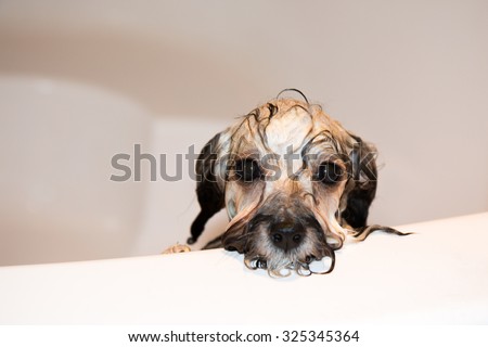 dog, Havanese puppy bathes, wet