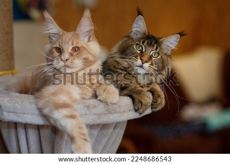 Similar – Foto Bild Zwei Maine Coon Kätzchen springen über ein Sofa