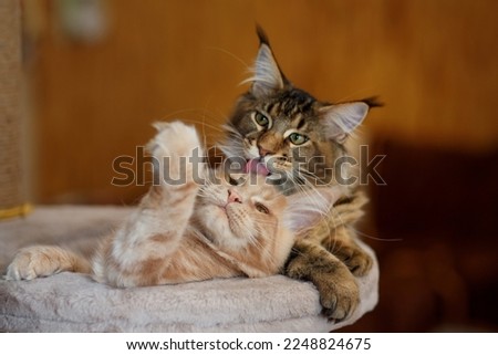 Similar – Foto Bild Zwei Maine Coon Kätzchen springen über ein Sofa