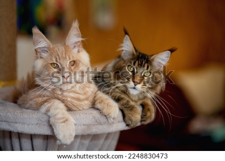 Similar – Foto Bild Zwei Maine Coon Kätzchen springen über ein Sofa