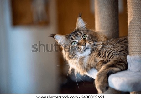 Similar – Image, Stock Photo tabby maine coon cat meowing looking at camera outdoors