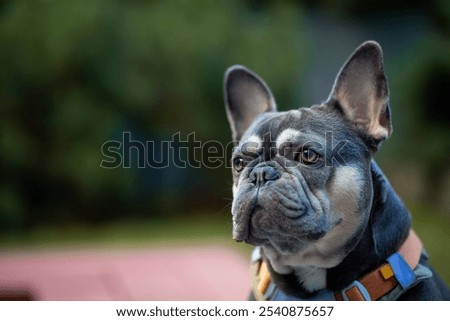 Similar – Foto Bild Französische Bulldogge auf einem Spaziergang