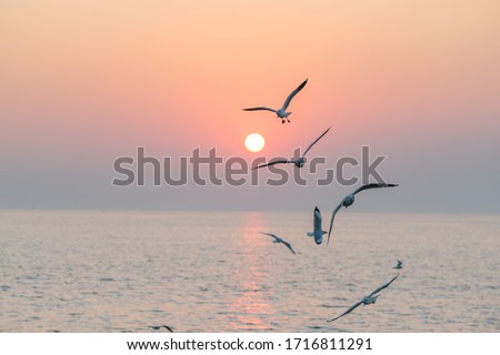 Beautiful sunset with flock of seagulls flying over the sea. Seagulls in the clouds of blue sky. Seagull flying in the blue sky. A seagull is flying in the sky. Seagull flying sky. Stock foto © 