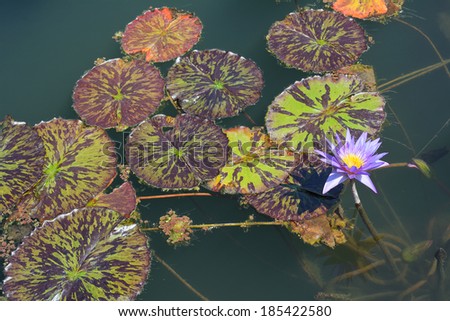 Field of Lily Pads with Flowers on a Calm Pond