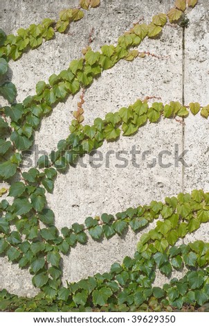 Climbing Vines of Ivy on a House