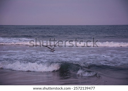 Similar – Image, Stock Photo Seagull in focus