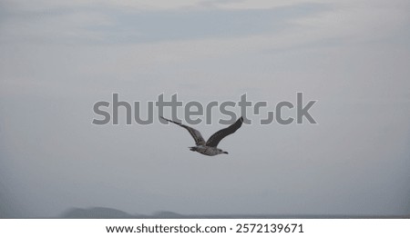 Similar – Image, Stock Photo Seagull in focus