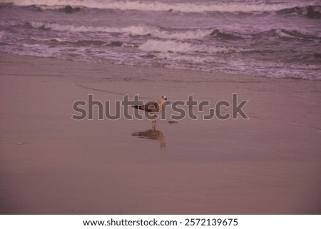 Similar – Image, Stock Photo Seagull in focus