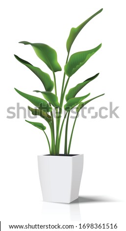 3d realistic vector floor house green plant. Isolated on white illustration icon in white pot..