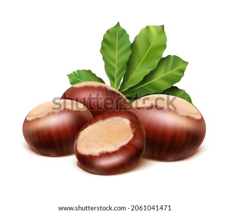 3d realistic vector icon. Chestnut with leaves. Isolated on white background.