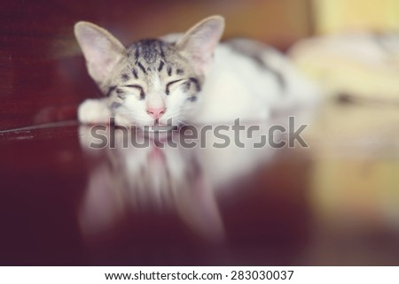 Cute little kitten sleeps on wooden background