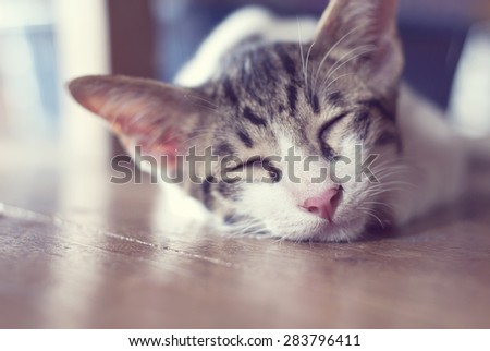 Cute little kitten sleeps on wooden floor.