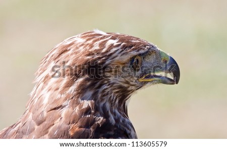 Portrait of a falcon with beak open and the background out of focus