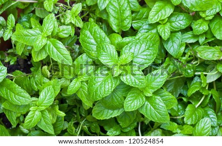 Peppermint plant with the background out of focus