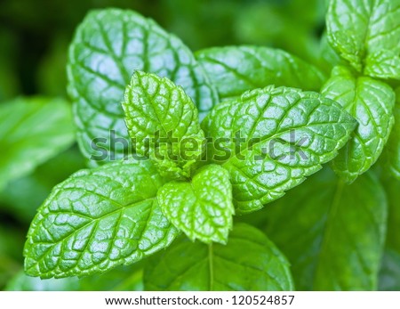 Mint leaves in the foreground with the background out of focus