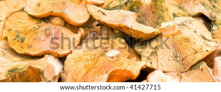 Piled up mushrooms