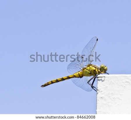Dragonfly on a white trim on blue sky