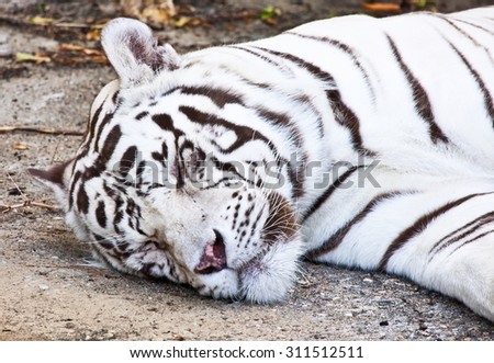 Portrait of a white tiger slept