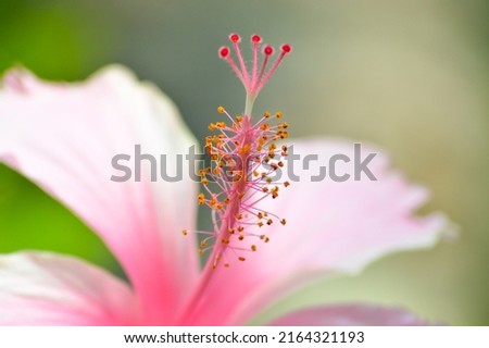 Macro View Anther And Stigma Pink Hibiscus Rosa-sinensis Or Rose Mallow Flower Foto stock © 