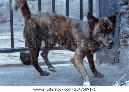 Similar – Image, Stock Photo Dog running on stone pier