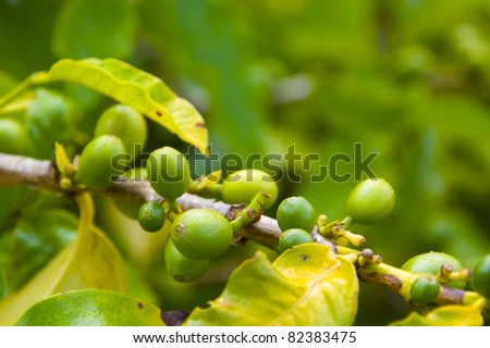 Coffee beans in their natural organic state, growing on the branch. Good background for natural products and flavors