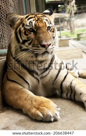 Tiger sitting down