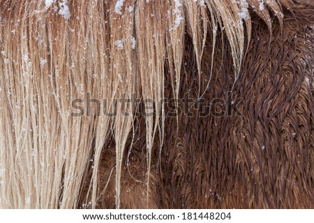 Icelandic Horse in winter snow detail of hair