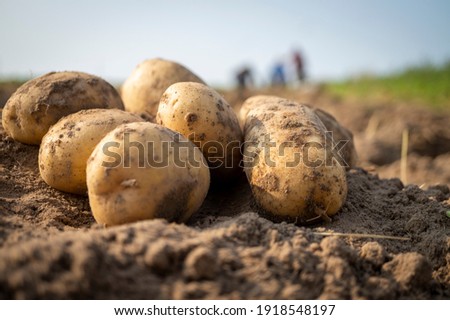 Newly dug or harvested potatoes in a farm field in a low angle view on rich brown earth in a concept of food cultivation