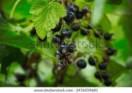 Similar – Image, Stock Photo Ripe black currants hanging on the bush