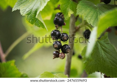 Similar – Image, Stock Photo Ripe black currants hanging on the bush