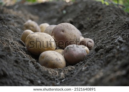 Similar – Image, Stock Photo Homegrown organic potatoes in a basket on wooden floor