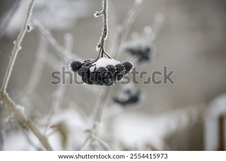 Similar – Foto Bild Winterbeeren ruhig