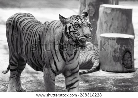 Black and white  portrait of tiger