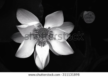 Black and White Abstract of lotus flower / Abstract of lotus flower