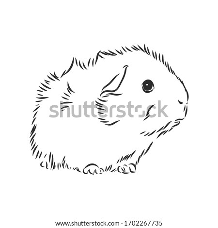 cute Guinea pig, pet, vector sketch illustration