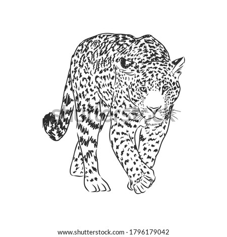 Jaguar Clipart Black And White Nice Clip Art Jaguar Clipart Black And White Stunning Free Transparent Png Clipart Images Free Download