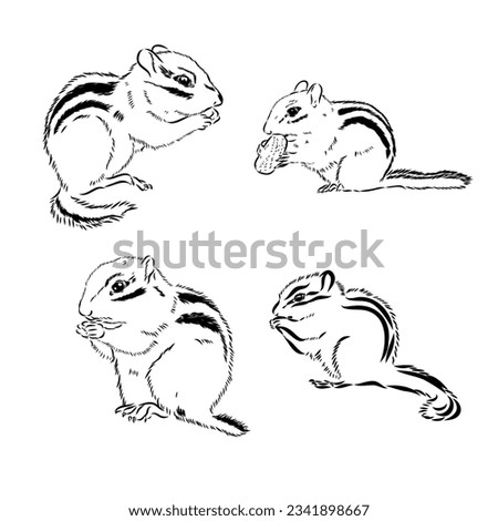 Chipmunk illustration in doodle style. Vector isolated on a white background.