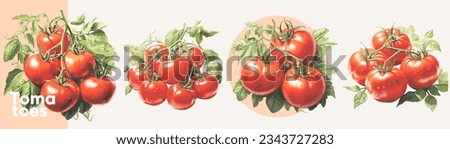 Tomatoes in leaves. A set of vector illustrations. Vectorized gouache illustrations. Collection of isolates for labels, prints, banners.