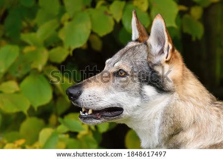 Czechoslovakia wolf dog portrait. Head detail grey of dog with brown orange eyes. Working dog. Green outdoor background. Photo stock © 