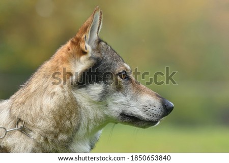 Czechoslovakia wolf dog portrait. Head detail of dog with brown orange eyes. Working dog. Photo stock © 