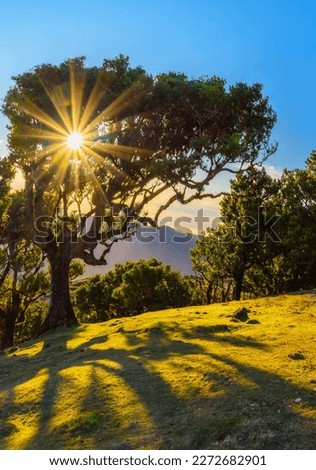 Similar – Image, Stock Photo Old laurel tree