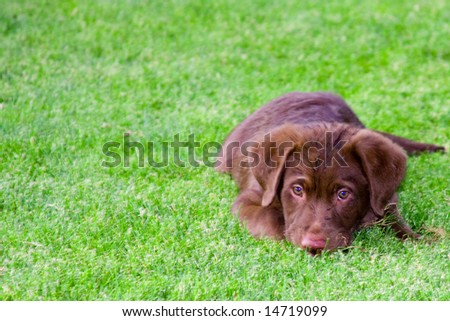 Chocolate labrador puppy laying in freshly cut green grass