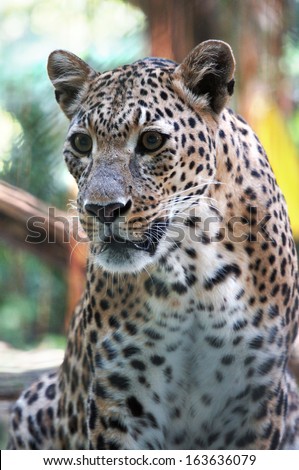 Portrait of leopard  is looking away to see something in the distance.