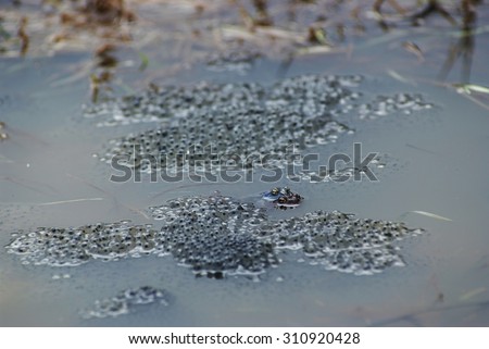 frog spawn sex act