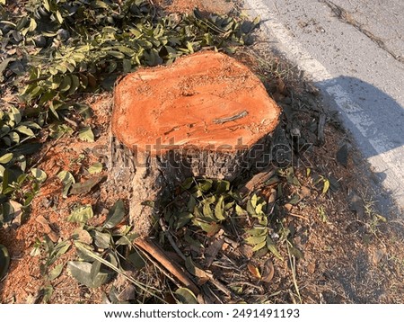 Similar – Image, Stock Photo Tree stump at the Brodtener Ufer