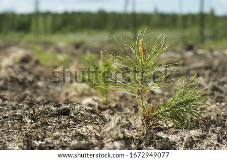 Reclamation of an oil production site. Planting pine seedlings. Imagine de stoc © 