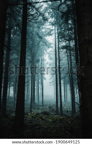 Similar – Foto Bild Wald in dichtem Nebel. Natur Landschaft Blick auf nebligen Wald im Herbst Saison