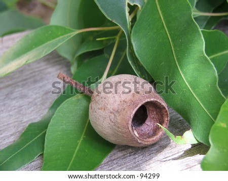 Australian honkeynut and gum leaves