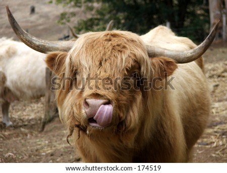 Cow with tongue Images - Search Images on Everypixel