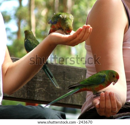 Birds feed from the hand